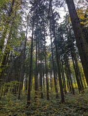 forest in the morning
