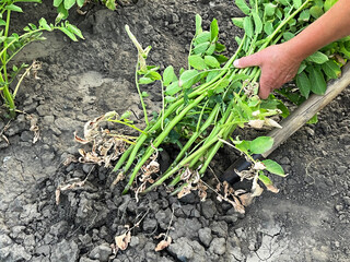 Harvesting fresh potatoes from the garden