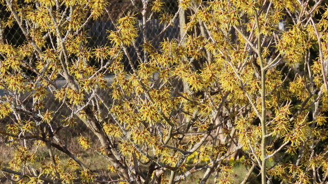 Zaubernussbl&uuml;te im Winter