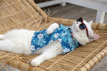 A funny white cat in a blue Hawaiian shirt and sunglasses lies on a straw chaise longue