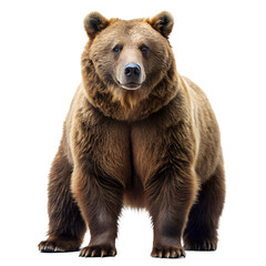 Fototapeta premium Brown bear full body, side view, isolated on transparent background