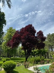 Red ornamental plum tree (prunus cerasifera pissardii nigra) in spring. Close-up. Prunus cerasifera tree alley purple leaves, spring landscape, natural background. Tree with burgundy leaves.	