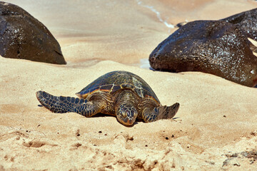 Sea turtle bathing on beach
