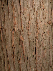 Close Up of Bald Cypress Tree Trunk Bark