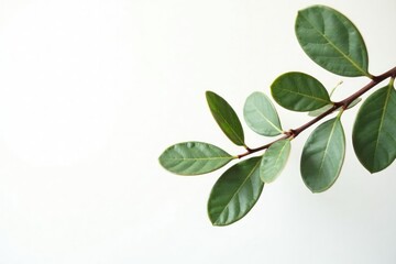 Naklejka premium Eucalyptus tree branches against white backdrop, eucalyptus branch, botany