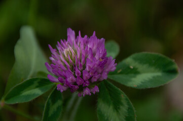 A detailed macro of a lush green Clover plant, highlighting its vibrant purple blooming flower.