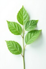 Obraz premium Small sprig of leaves on a white background with delicate veins, white, nature, green