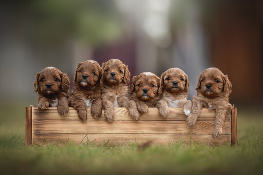 A group of six playful cavapoo puppies rests contentedly in a wooden box, surrounded by vibrant green grass and soft sunlight, exuding charm and cuteness. Their curly fur adds to the delightful sight