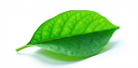 Fototapeta premium delicate green leaf isolated on white background, leafy greens, plant