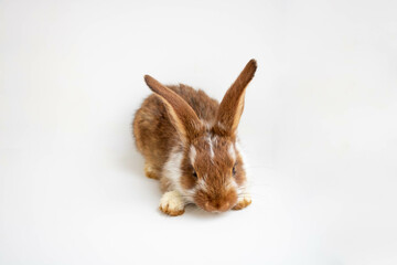 A cute fluffy Easter bunny on a white background embodies the concept of Easter