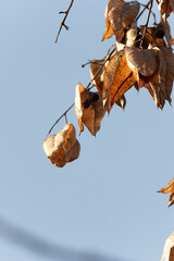 Koelreuteria paniculata seed pods against blue sky . Close-up of golden rain tree (Koelreuteria paniculata) seed pods hanging from a branch against a clear blue sky, showcasing autumnal textures.  

