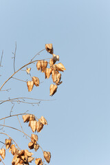 Koelreuteria paniculata seed pods against blue sky . Close-up of golden rain tree (Koelreuteria paniculata) seed pods hanging from a branch against a clear blue sky, showcasing autumnal textures.  

