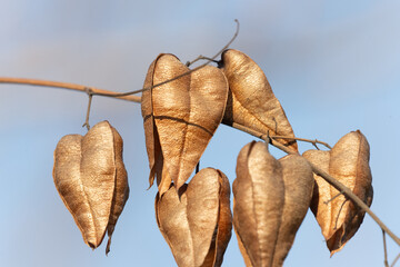 Koelreuteria paniculata seed pods against blue sky . Close-up of golden rain tree (Koelreuteria paniculata) seed pods hanging from a branch against a clear blue sky, showcasing autumnal textures.  

