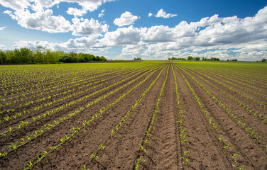 Field of young corn plants under a bright blue sky