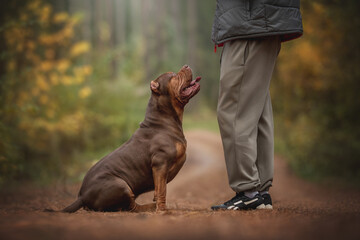 A robust American Bully XXL sits attentively beside its owner on a scenic dirt path surrounded by vibrant autumn foliage. The bond between them is clear as they share this peaceful moment