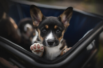 A playful corgi cardigan puppy leans over the edge of a basket, eyes sparkling with curiosity....