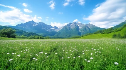 Fototapeta premium Lush alpine meadow bathed in sunlight, with towering mountains in the background. A blanket of wildflowers and green grass stretches out before the majestic peaks under a vibrant sky