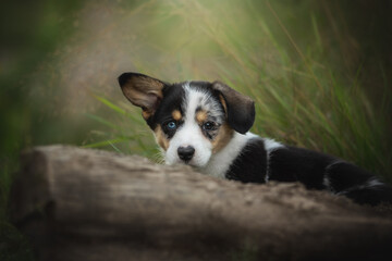 A delightful corgi cardigan puppy explores its natural surroundings, peeking out with curiosity. The lush green grass and soft sunlight create a cheerful atmosphere perfect for adventure