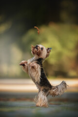 A happy Yorkshire Terrier stands on its hind legs in a bustling city park, eagerly leaping to...