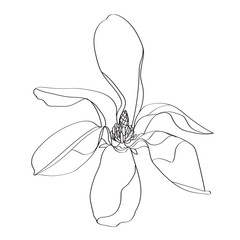 black and white line illustration of magnolia flower on a white background