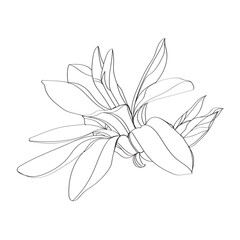 black and white line illustration of magnolia flower on a white background