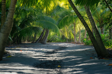 Soft sand beneath tropical palms with dark soil creates idyllic beach scenery and paradise vibes