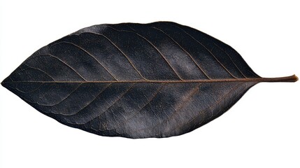 A close-up image of a large, dark green leaf, showcasing its intricate vein patterns and smooth surface.