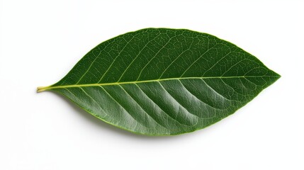 Obraz premium A vibrant green leaf with distinct veins set against a white background, showcasing its natural beauty and texture.