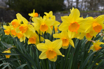 Yellow daffodils blooming in a garden in Scotland, UK