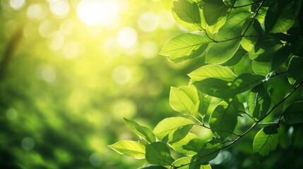 A serene close-up of fresh green leaves bathed in golden sunlight. Peaceful, nature-inspired, and full of life, perfect for wellness and eco-conscious designs.