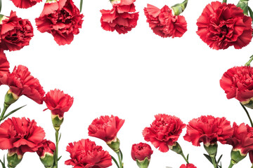 Fototapeta premium PNG Carnations in frame carnations flowers background.