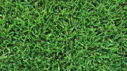 Lush green grass lawn texture, outdoor, sunny day, background blur, website design