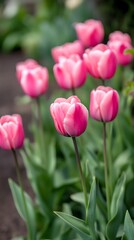 Fototapeta premium Soft pink and white floral art painting design