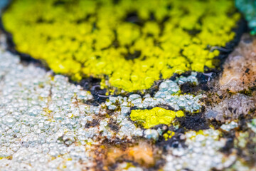 vibrant lichen on weathered rock surface.