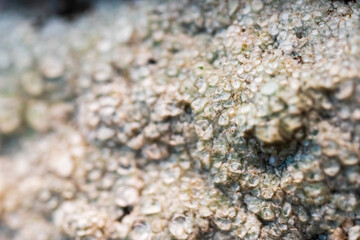 vibrant lichen on weathered rock surface.