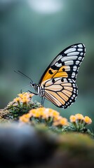 Fototapeta premium Butterfly perched on wildflowers