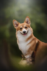 A corgi stands happily in a summer forest, sunlight filtering through the trees and highlighting its playful expression and fluffy fur. The scene captures a serene connection with nature