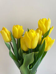 A lush bouquet of seven yellow tulips with long green leaves on a beige background, close-up, side view. Half-bloomed flowers. A gift. A sign of attention.