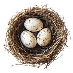 Obraz premium Nest with eggs isolated on white background