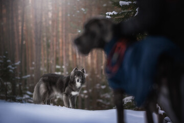 In a quiet winter forest, a majestic Great Dane stands close to a wolfdog, both surrounded by a blanket of snow. Tall evergreens create a tranquil atmosphere as they explore nature