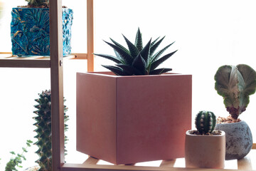 Houseplants. Succulent houseplant stands shelf or hanging flowerpots, planter house decorative flower, nature plant indoor green scandinavian office of succulent houseplant