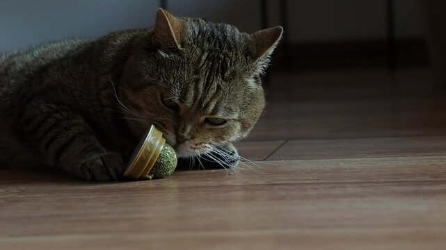 Scottish straight cat is playing with catnip ball on the laminate floor