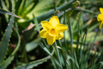 yellow daffodil flower close up
