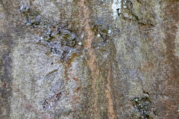 Beech trunk texture – high-resolution wood bark surface