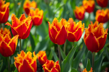 red and yellow tulips close up
