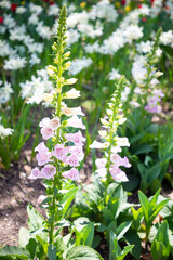 tall pink and white flowers vertical