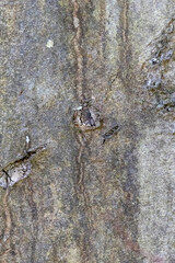 Beech trunk texture – high-resolution wood bark surface