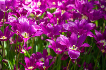 purple flowers in a garden close up