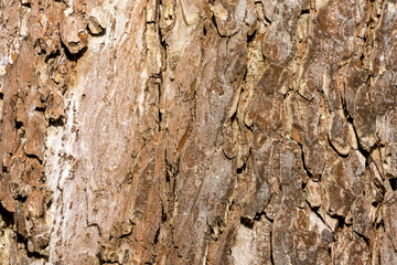Close up tree bark texture as a wooden background