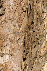 Close up tree bark texture as a wooden background